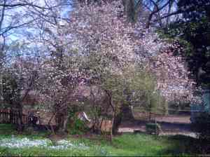 Crabapple/Peach Tree in back yard, Spring