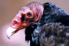 turkey-vulture-sept
